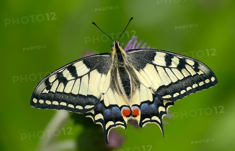 Papilio machaon, swallowtail, swallowtail, butterfly, insects, butterfly, butterflies