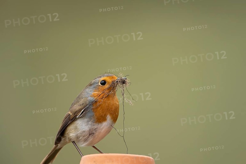 European robin (Erithacus rubecula) adult garden bird with nest material in its beak on a plant pot in spring, England, United Kingdom