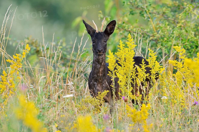 European roe deer (Capreolus capreolus), black roe deer, roebuck standing in a wild meadow, Lower Saxony, Germany, Lower Saxony, Germany
