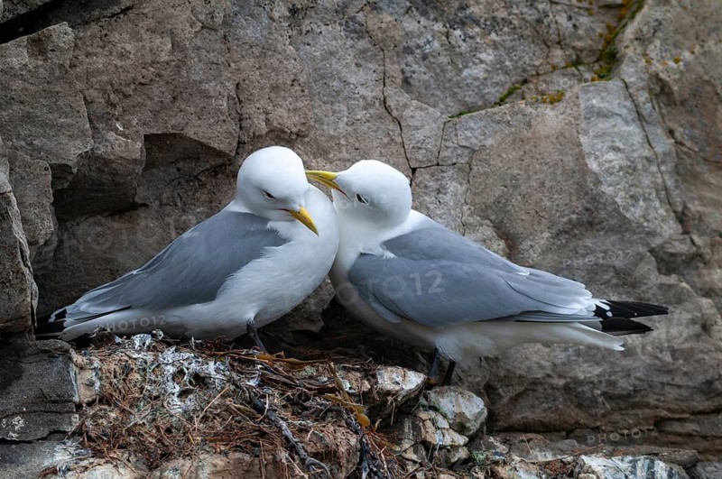 Black-legged Kittiwake, Black-legged Kittiwake, Norway, Rissa Tridactyla, Varanger, Birds, Charadriiformes, Gulls, Limikolen, Seagulls, Birds