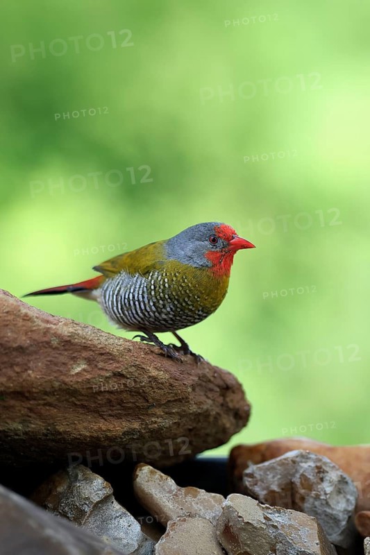 Colourful Astrild (Pytilia melba), adult, male, alert, on rocks, Kruger National Park, South Africa