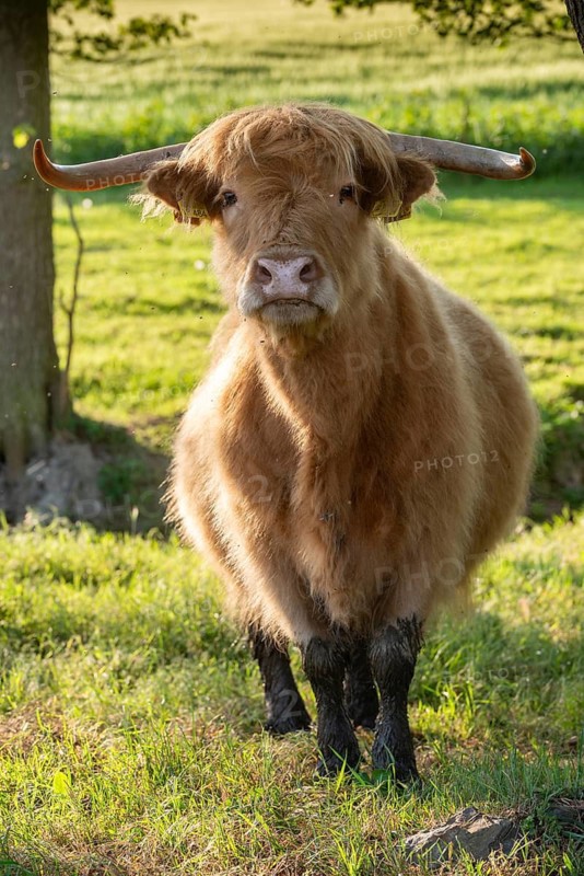 Artiodactyla, Bos Primigenius f. taurus, cattle, even-toed ungulate, highland cattle, kyloe, cloven-hoofed, cattle grazing, Scottish highland cattle, grazing, domesticated animals, extensive grazing, pet, high size, portrait, highland cattle, mammals, cattle, mammals, pasture