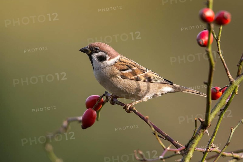 Tree Sparrow, Passer Montanus, Sparrow, Tree Sparrow, Birds, Passeri, Songbirds, Sparrow, Sparrow, Sparrow, Sparrow, Sparrow, Birds