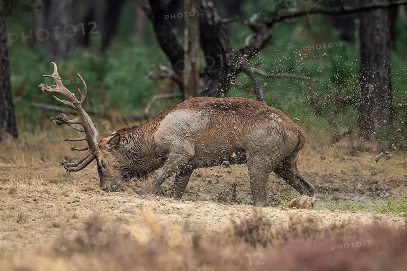 Red deer (Cervus elaphus), in the wallow, Hoenderloo, Gelderland, Netherlands