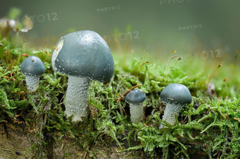 Agaricales, leafy mushrooms, green pancreepers, stropharia aeruginosa, fungi, mushrooms, verdigris agaric
