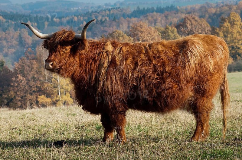 Artiodactyla, bos primigenius f. taurus, even-toed ungulate, highland cattle, kyloe, cloven-hoofed, Scottish highland cattle, domesticated animals, extensive grazing, pet, highland cattle, mammals, cattle, mammals, wild pastures