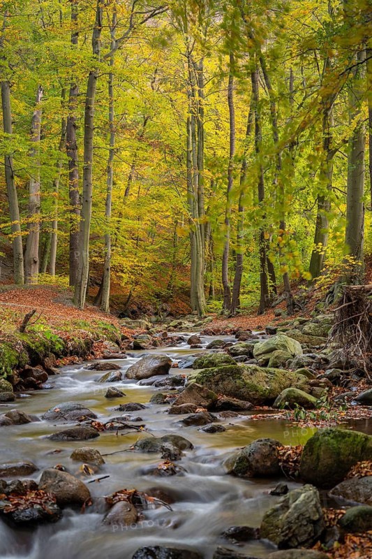 The river Ilse flows in the beech forest in the Harz Mountains, Ilsenburg, Saxony-Anhalt, Germany