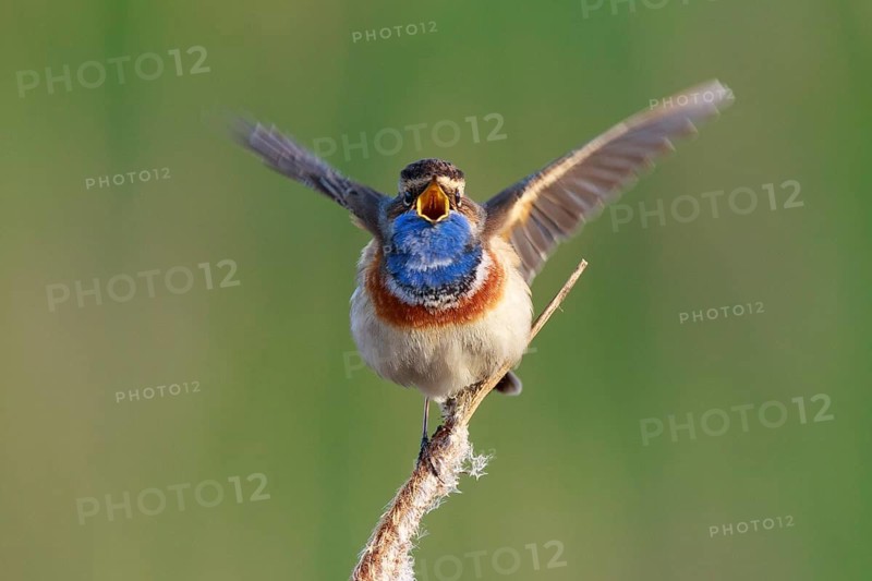 Bluethroat (Luscinia svecica cyanecula) male singing from cattail, Netherlands