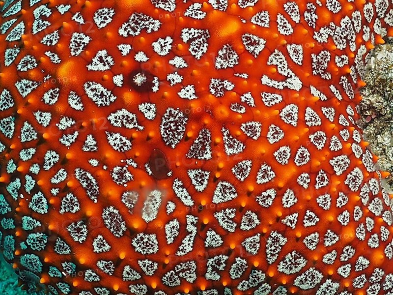 Close-up of a starfish with a complex pattern, the Panamic cushion seastar (Pentaceraster cumingi), Sombrero Reef dive site, Playa Flamingo, Costa Rica, Pacific Ocean