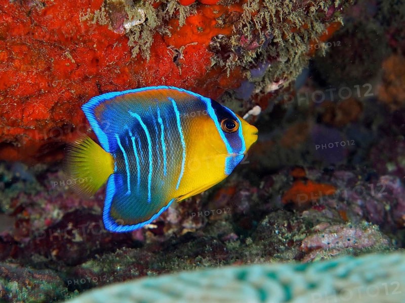 Colourful angelfish with blue and yellow hues, juvenile Diadem Angelfish (Holacanthus ciliaris), in a coral environment, Coral Garden dive site, Puerto Viejo de Talamanca, Limón, Costa Rica, Caribbean, Atlantic Ocean