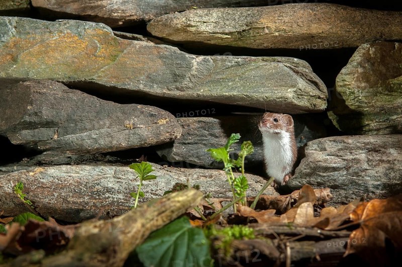 Carnivora, least weasel, mouse weasel, mustela nivalis, predators, mammals, raptors, mammals