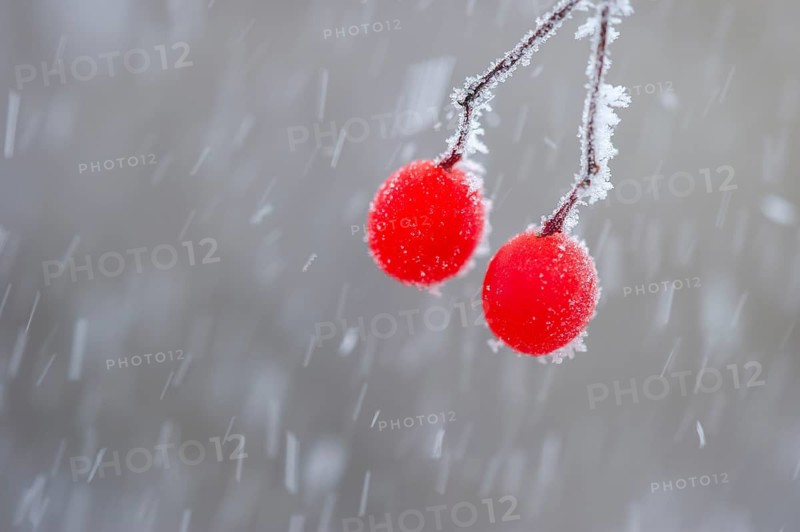 Snowball berries (Viburnum lantana) covered in hoarfrost, Oldenburg Münsterland, Vechta, Lower Saxony, Germany