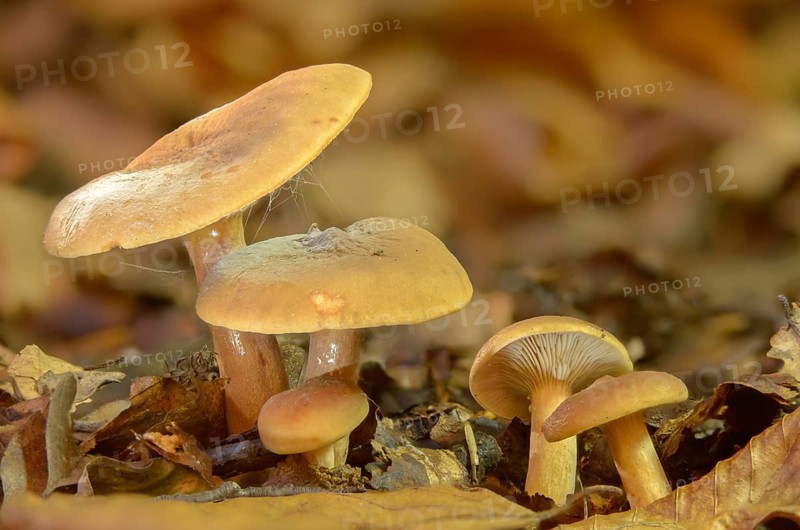 Birch milkcap, flutter milkling, lactarius tabidus, lactarius theiogalus, mild sulfur milkling, orange-red navel milkling, fungi, fungus, mushrooms