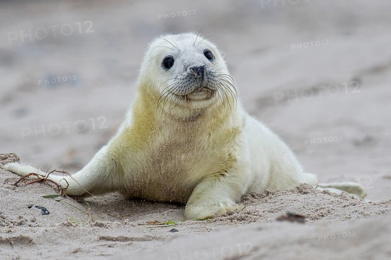 Young grey seal (Halichoerus grypus) on the beach, Nordesee, Heligoland, Schleswig-Holstein, Germany