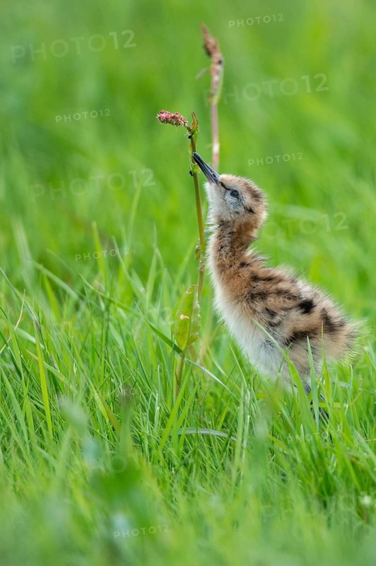 Black-tailed gown Limosa limosa) with chicks at the nest in a wet meadow, De Waal, Texel, the Netherlands