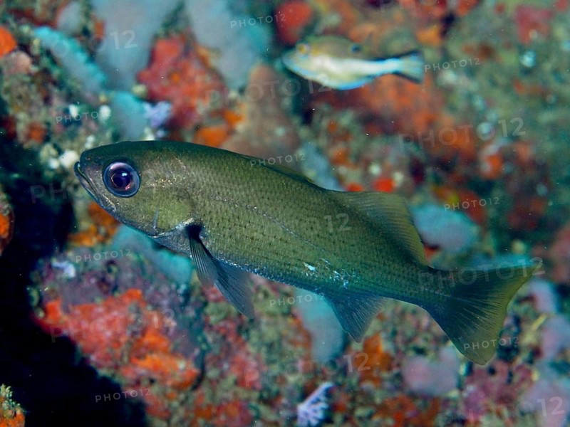 A reef drum (Odontoscion dentex), also known as an umberfish, swims against a backdrop of colourful corals in the ocean, at the Coral Garden dive site, Puerto Viejo de Talamanca, Limón, Costa Rica, Caribbean, Atlantic Ocean, Central America