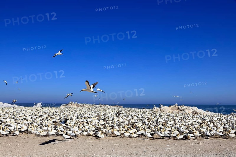Cape Gannet (Morus capensis), breeding colony, on land, coast, beach, Lamberts Bay, Western Cape, South Africa