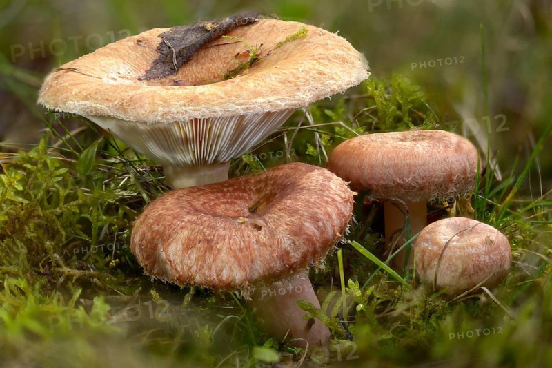 Birch Milkling, Birch Curd, Lactarius Torminosus, Shaggy Birch Milkcap, Bearded Milkcap, Fungus, Mushrooms, Woolly Milkcap