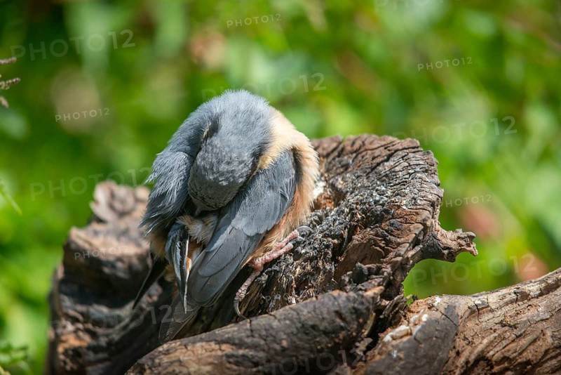 Nuthatch, Sitta Europaea, Birds, Plumage Care, Adolescent, Juvenile, Passeri, Preening, Songbirds, Birds