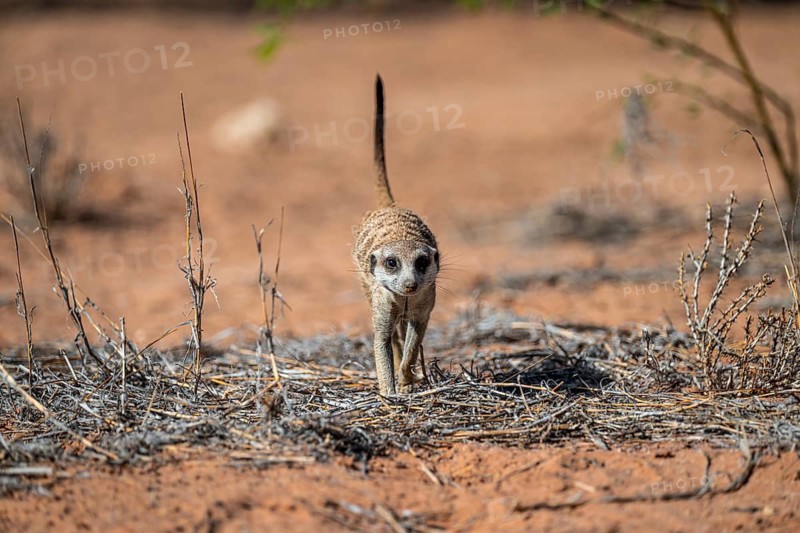 Running meerkat (Suricatta suricata), Kgalagadi Transfrontier Park, Northern Cape, South Africa