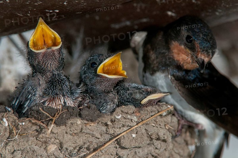 Hirundo rustica, house martin, swallow, birds, breed, brood, adolescent, young animal, juvenile, nest, passeri, swallows, songbirds, birds
