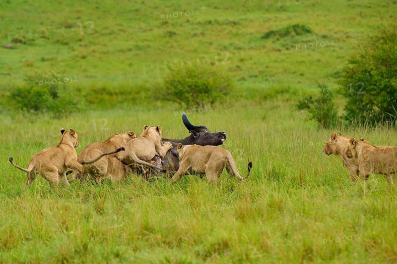 Lions attack a buffalo on the vast, green savannah, lion (Panthera leo), Cape buffalo (Syncerus caffer), Masai Mara National Reserve, Narok County, Kenya