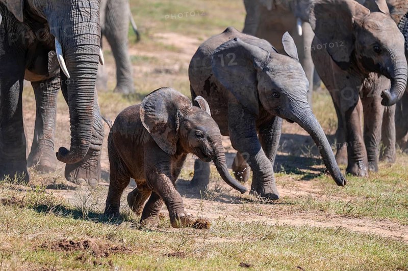 Cute little elephant, young animal, herd of African elephants (Loxodonta africana), Addo Elephant National Park, Eastern Cape, South Africa