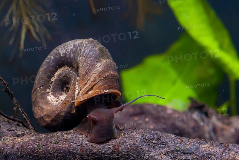 Great Ram's Horn snail, planorbarius corneus, posthorn snail, gastropod, mollusca, snails, molluscs