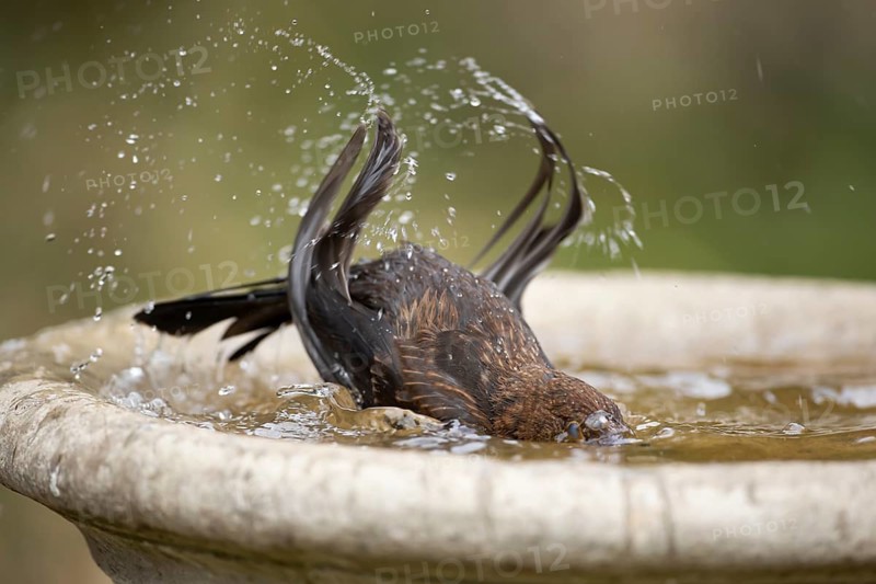 Eurasian blackbird (Turdus merula) adult female garden bird bathing in water in a bird bath, England, United Kingdom