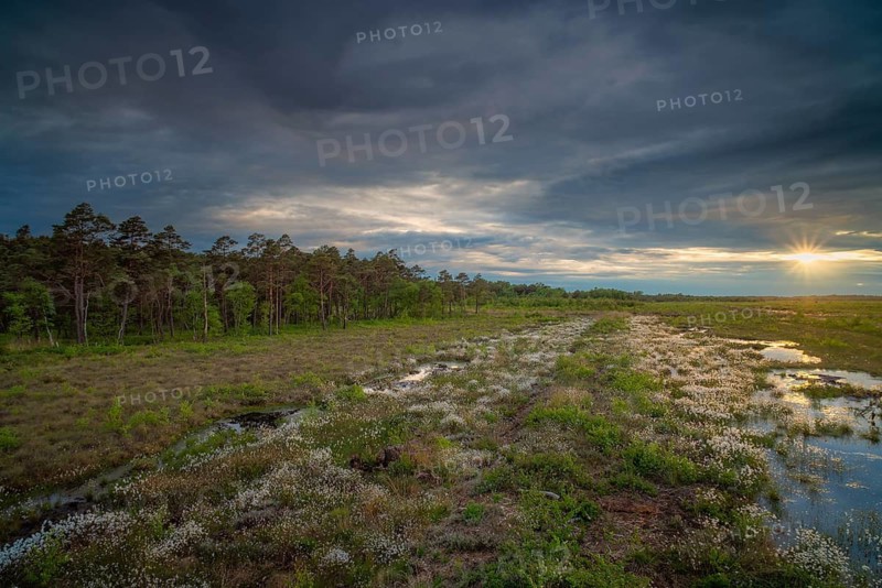 Bissendorfer Moor, Bissendorf, Wedemark, Hanover, Lower Saxony, Germany