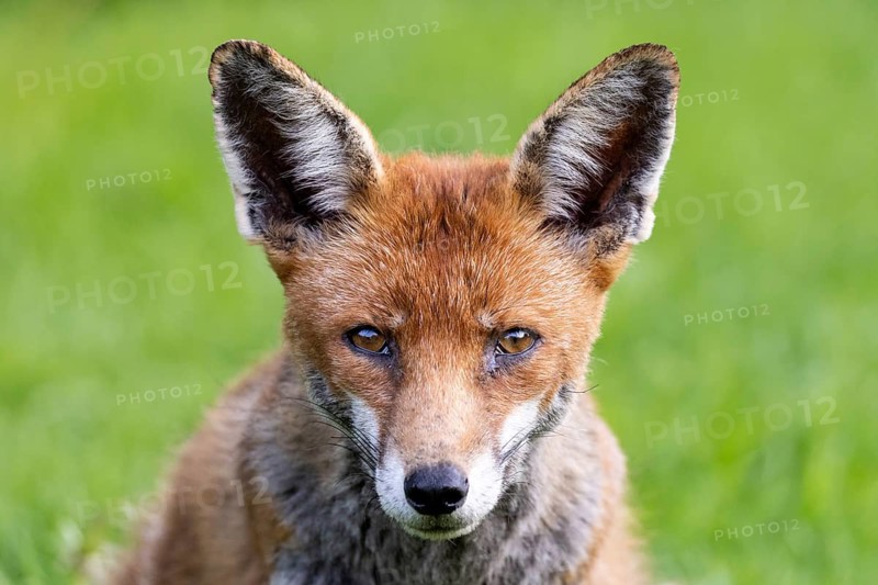 Red Fox (Vulpes vulpes) with ears pricked up and alert, against a background of green grass in the UK