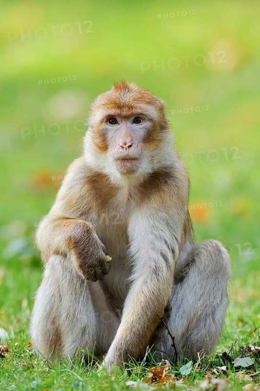 A Barbary macaque or magot (Macaca sylvanus) is sitting in a meadow eating, found in Morocco, Algeria and Gibraltar
