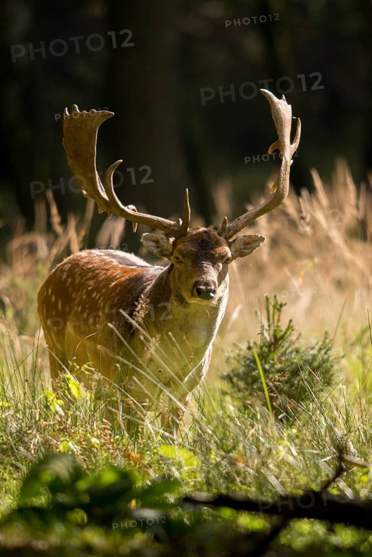 Dama dama, fallow deer, fallow deer, high size, vertical format, mammals, shovelers, mammals