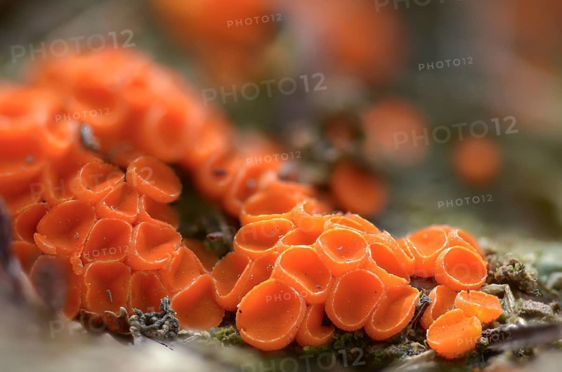 Beaker, byssonectria fusispora, inermisia fusispora, spindle-spored beaker, spindle-spored aggregate beaker, fungi, fungi, mushrooms