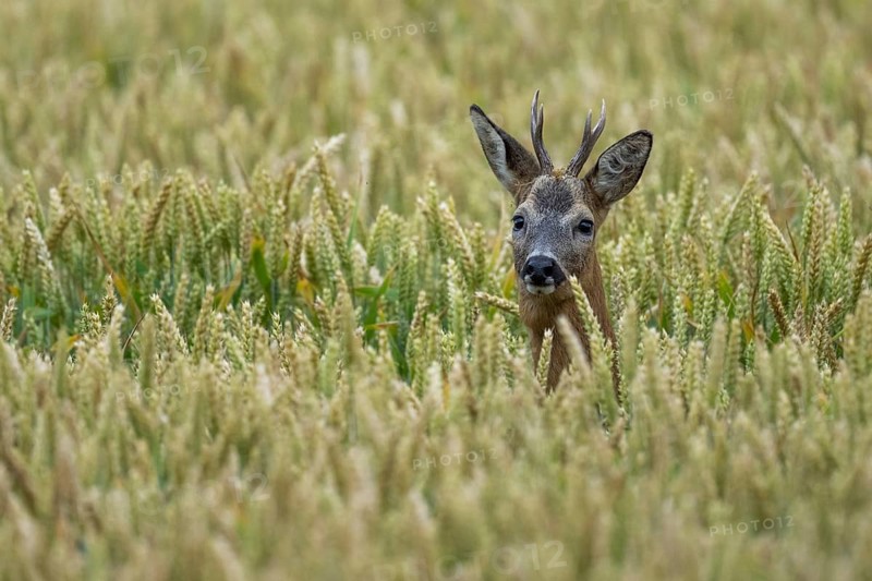 Roe deer (Capreolus capreolus) in a wheat field, Vechta, Lower Saxony, Germany