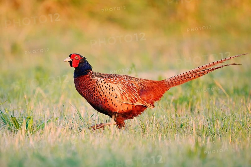 Hunting pheasant (Phasianus colchicus), cock standing in a meadow, North Rhine-Westphalia, Germany