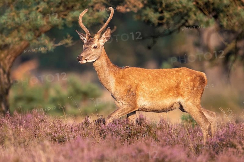 Red deer (Cervus elaphus), Spießer, Hoenderloo, Gelderland, Netherlands