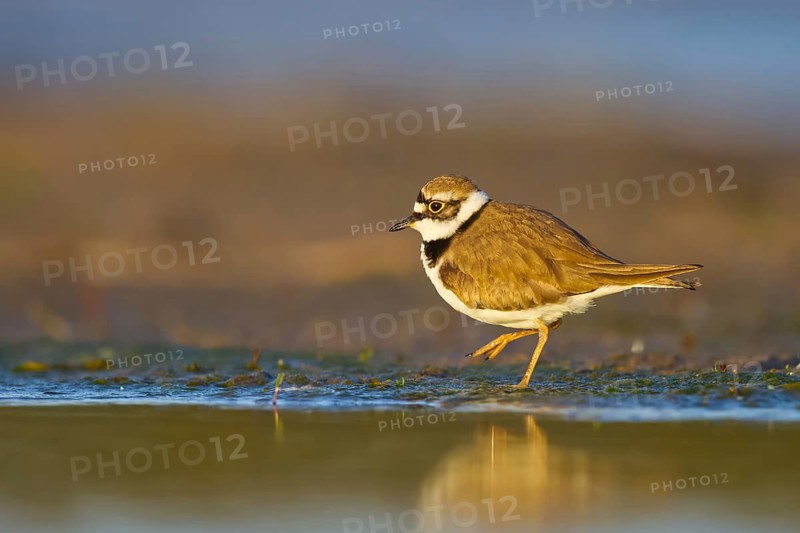 Little Ringed Plover (Charadrius dubius) foraging, North Rhine-Westphalia, Germany