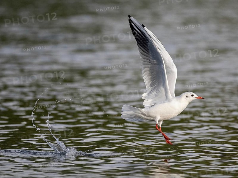 A black-headed gull flying over a lake, Ümminger See, Bochum, Ruhrpott, North Rhine-Westphalia, Germany