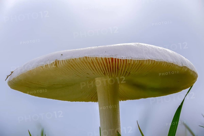Farmerscheidling, handsome scheidling, large scheidling, rose-gilled grisette, stubble rosegill, volvariella gloiocephala, volvariella speciosa, volvopluteus gloiocephalus, fungi, mushrooms