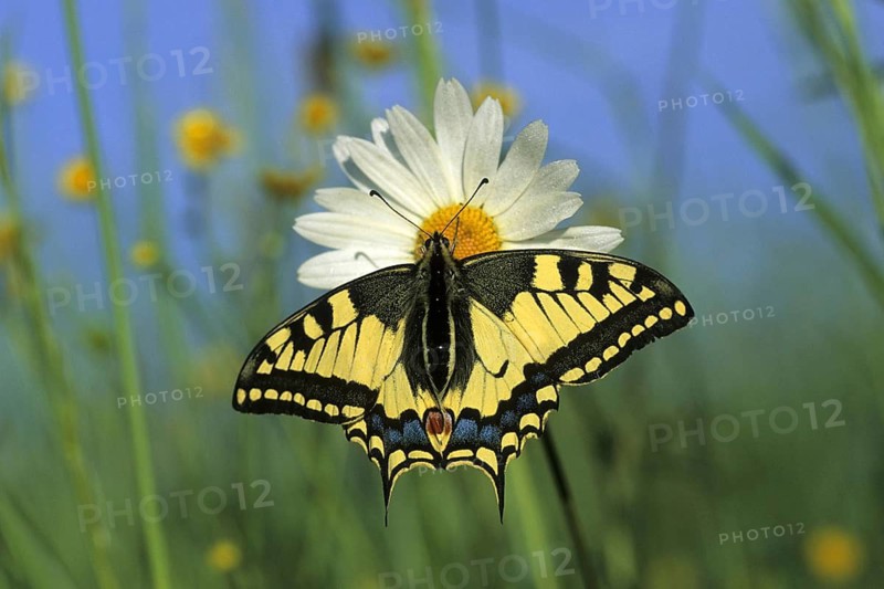 Animal Animals Insect Insects Butterfly Butterflies Swallowtail perched on a flower (Papilio machaon) Day-flying butterfly Germany, Federal Republic of Germany