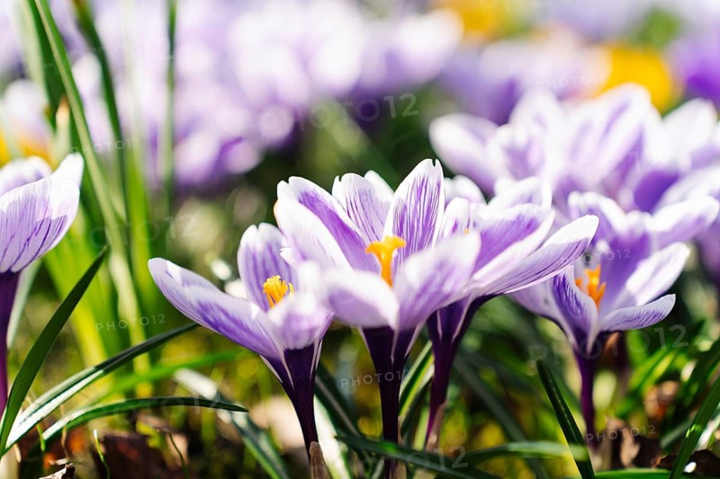 Close-up of purple Crocus Vernus Pickwick flowers with white veins blooming in early spring, delicate petals and bright orange stamens, Purple crocuses blooming in sunlight, surrounded by green leaves, capturing a vibrant spring atmosphere