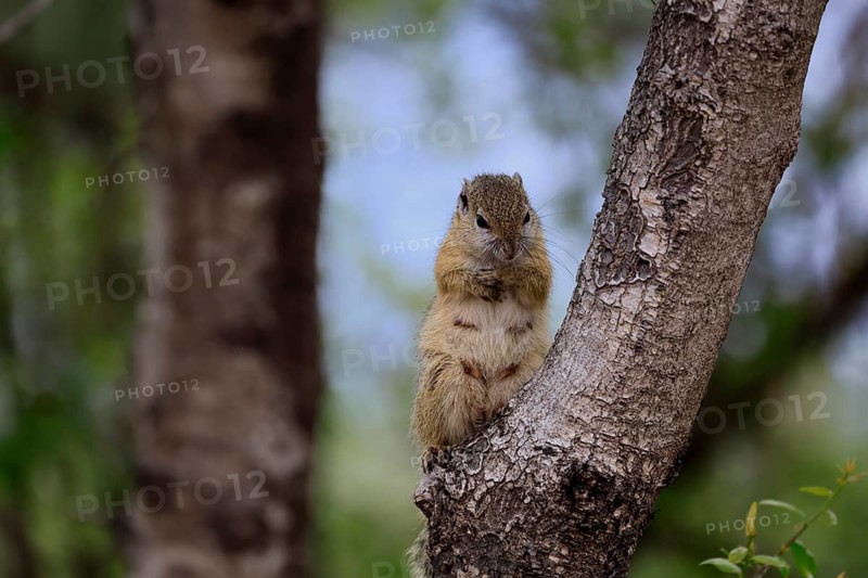 Smith's bush squirrel (Paraxerus cepapi), yellow-footed bush squirrel, adult, tree trunk, alert, Kruger National Park, South Africa