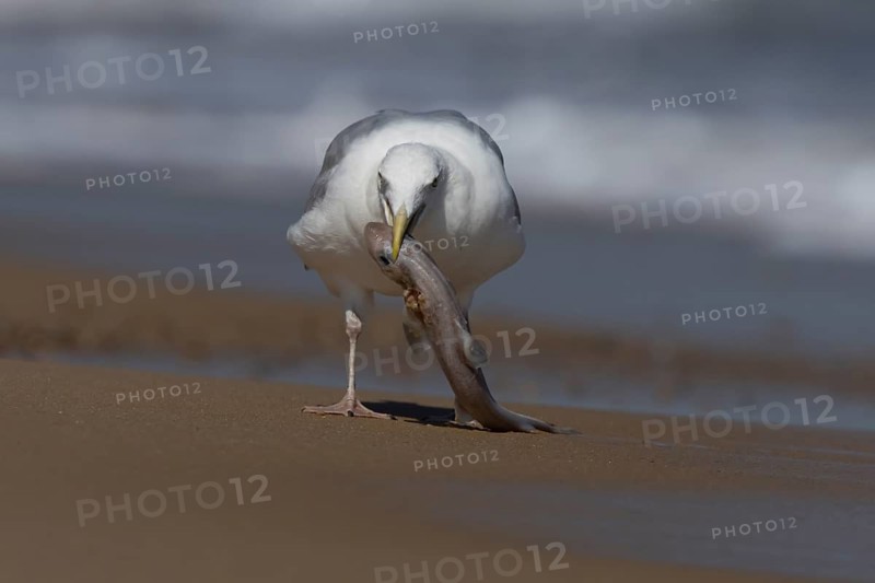 Herring gull (Larus argentatus) adult seagull bird with a dogfish fish in its mouth for food on a seaside beach, England, United Kingdom