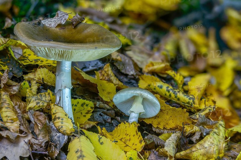 Amanita phalloides, amanita viridis, gout sponge, poisonous mushroom, poisonous greenling, green bulbous leaf mushroom, green killer, hemlock mushroom, death cap, fungi, fungus, mushrooms