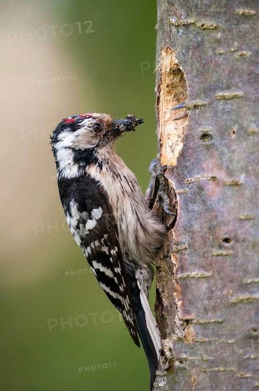 Dendrocopos minor, dryobates minor, small woodpecker, lesser spotted woodpecker, birds, high size, portrait format, male, piciforms, woodpeckers, birds, woodpecker