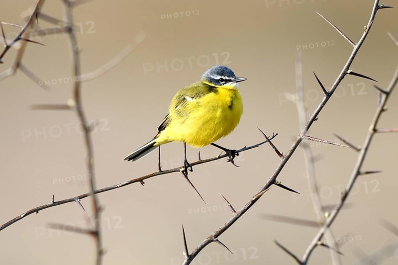 A yellow wagtail perched in a thorn bush, animals, birds, (Motacilla flava), Bavaria, Bavaria, Federal Republic of Germany