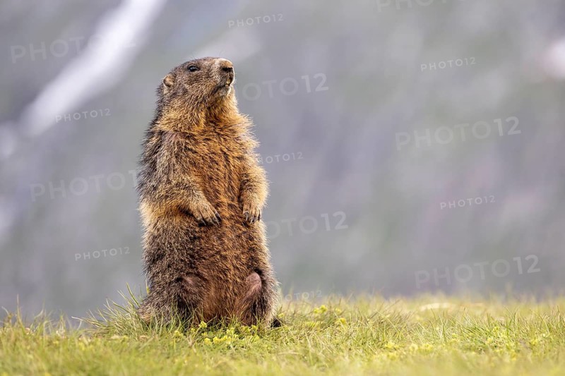 Alpine marmot (Marmota marmota), Heiligenblut, Carinthia, Austria