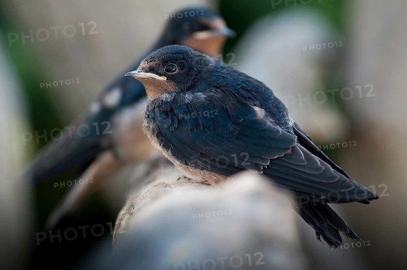 Hirundo rustica, house martin, swallow, birds, adolescent, juvenile, passeri, swallows, songbirds, birds