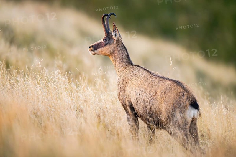 Chamois (Rupicapra rupicapra) on a meadow in the Vosges Mountains, wildlife, France